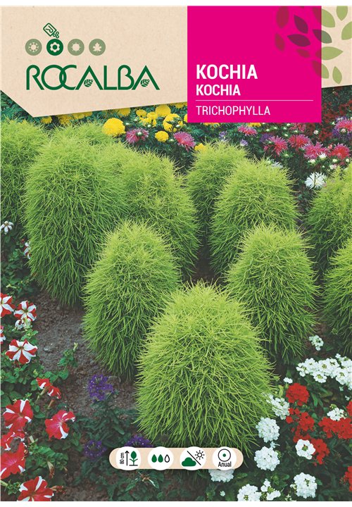 KOCHIA TRICOPHYLLA