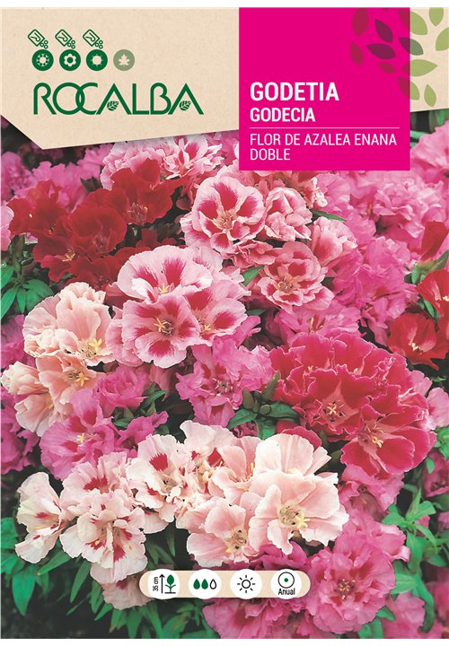 GODETIA FLOR DE AZALEA ENANA DOBLE