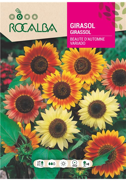 GIRASOL BEAUTÉ D’AUTOMNE VARIADO