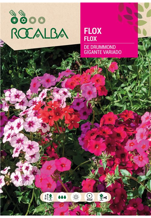 FLOX DE DRUMMOND GIGANTE VARIADO
