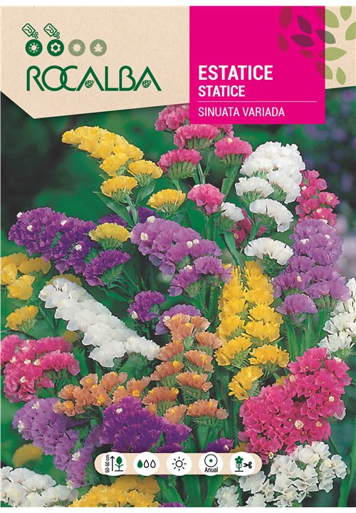 ESTATICE SINUATA VARIADO