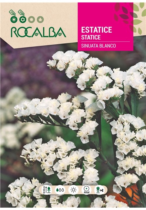 ESTATICE SINUATA BLANCO