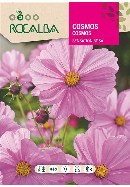 COSMOS SENSATION ROSA
