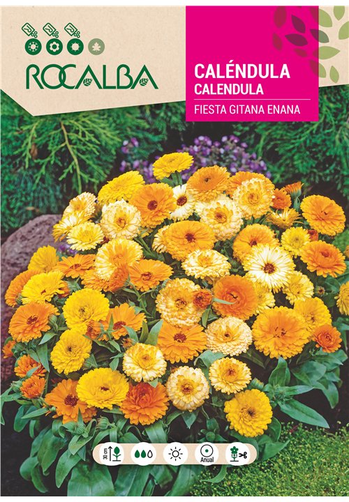 CALÉNDULA FIESTA GITANA ENANA