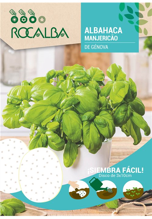 Desenvolvimento médio. Folhas largas em forma de colher de cor verde intenso, brilhantes e delicadamente perfumadas.