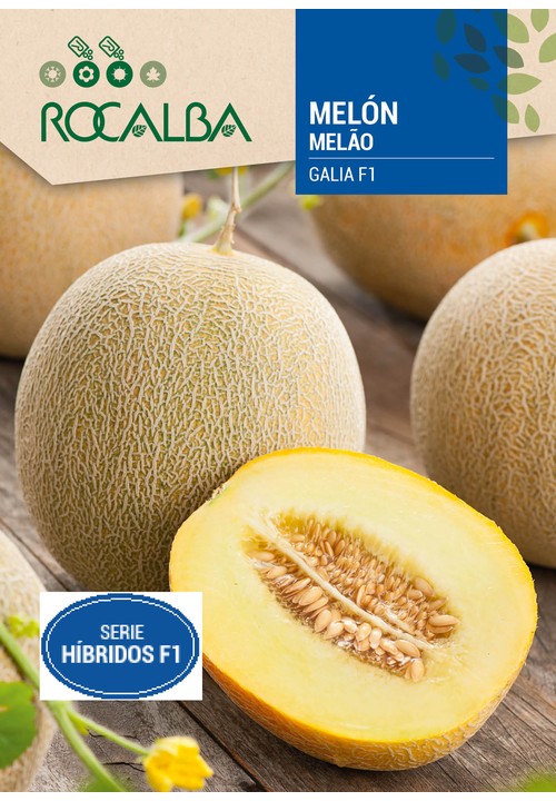 MELON GALIA