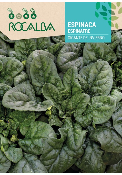 Grande desenvolvimento. Folhas abundantes, carnosas, verde-escuro brilhante. Adaptada ao cultivo de inverno e de primavera.