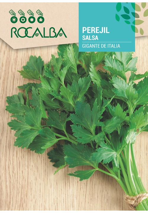 Folhas lisas, grandes e muito aromáticas. Cor verde-escuro brilhante. Porte erguido e fácil rebrote dos talos depois do corte.