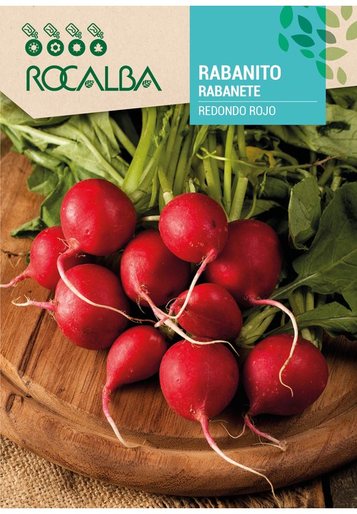 Ciclo precoce. A raiz è de forma globosa, cor vermelho intenso e de rápida evolução. Carne branca, crocante de saborosa.