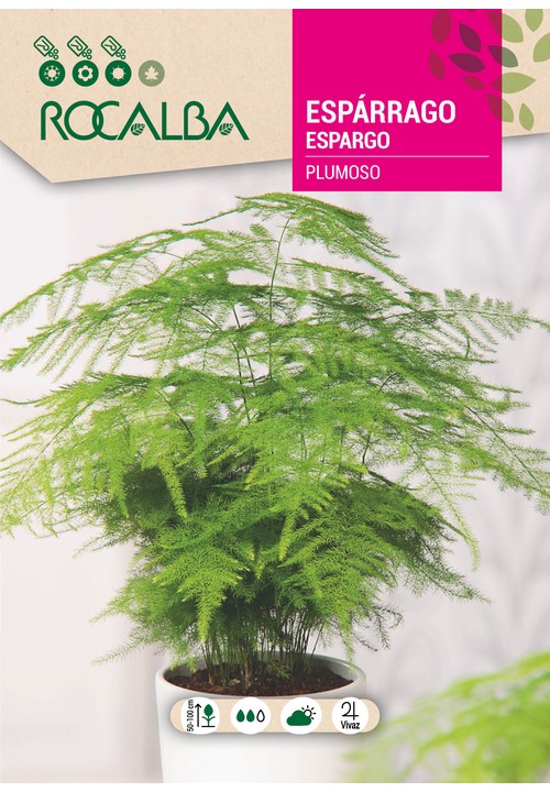 PLUMATE ASPARAGUS