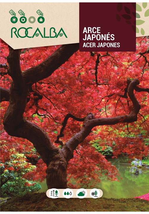 ÉRABLE DU JAPON