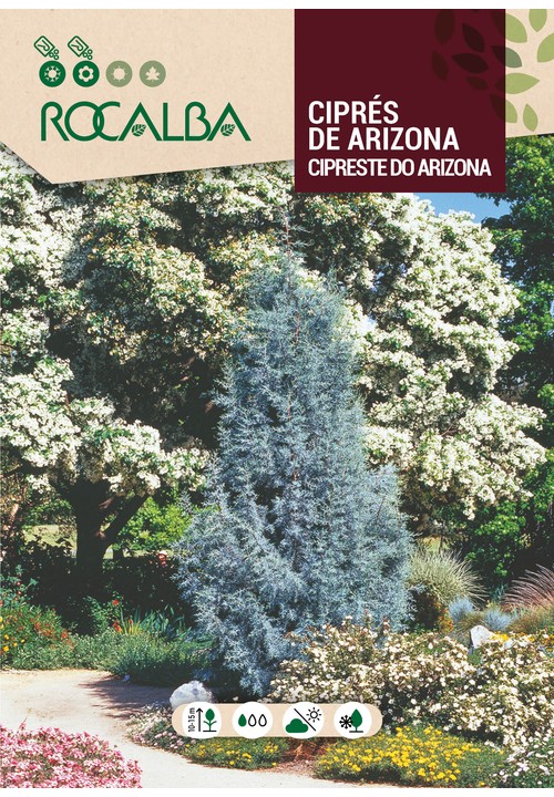 CYPRÈS D’ARIZONA