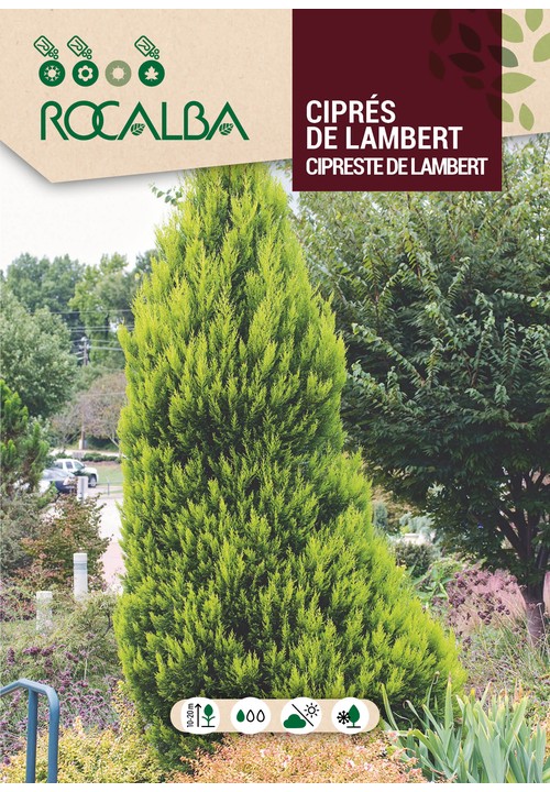CYPRÈS DE LAMBERT