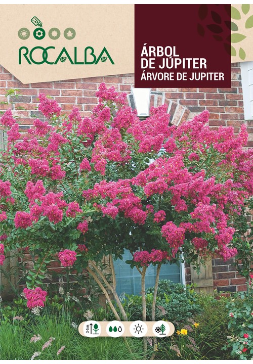 LAGERSTROEMIA