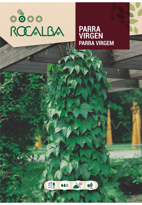 VIGNE VIERGE