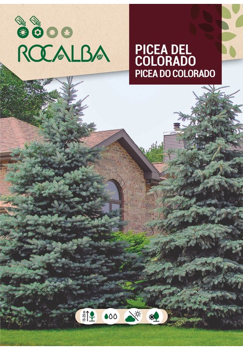 EPICÉA DU COLORADO