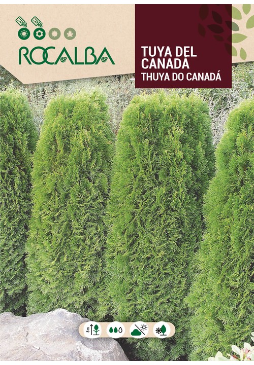 THUYA DU CANADA