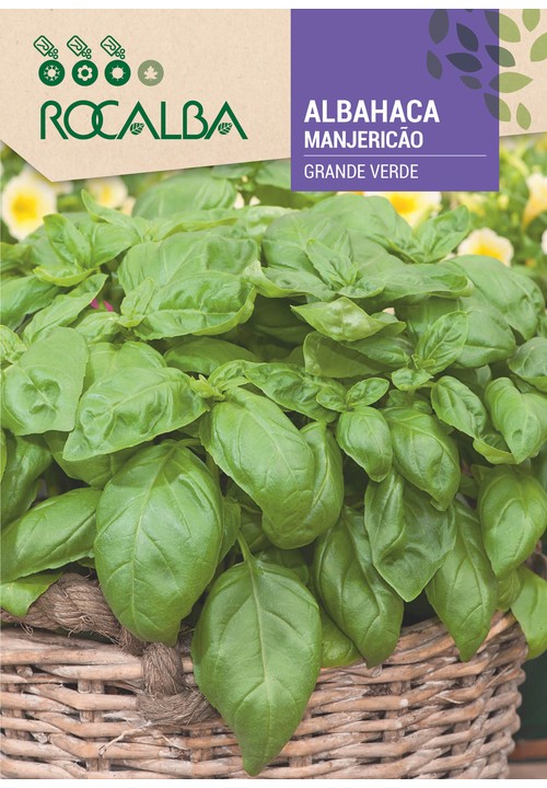 MANJERICÃO GRANDE VERDE