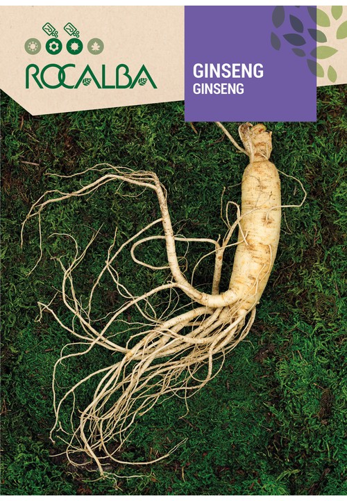 GINSENG