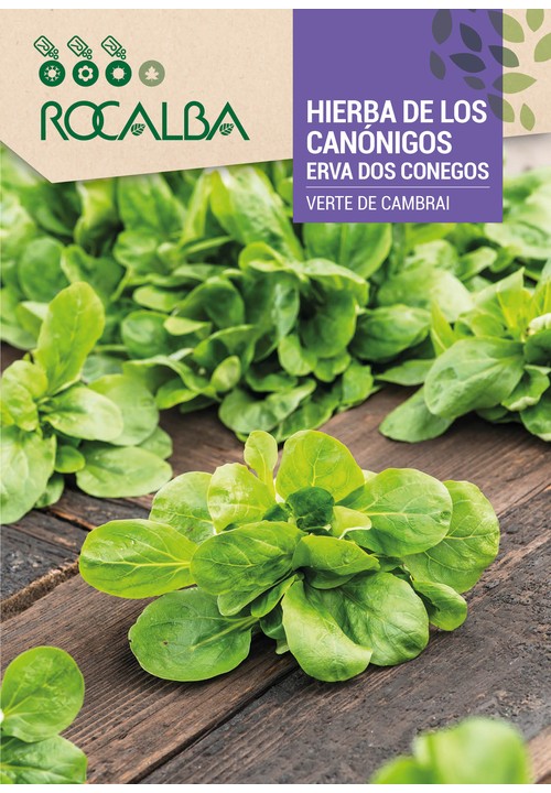 ERVA DOS CONEGOS VERTE DE CAMBRAI