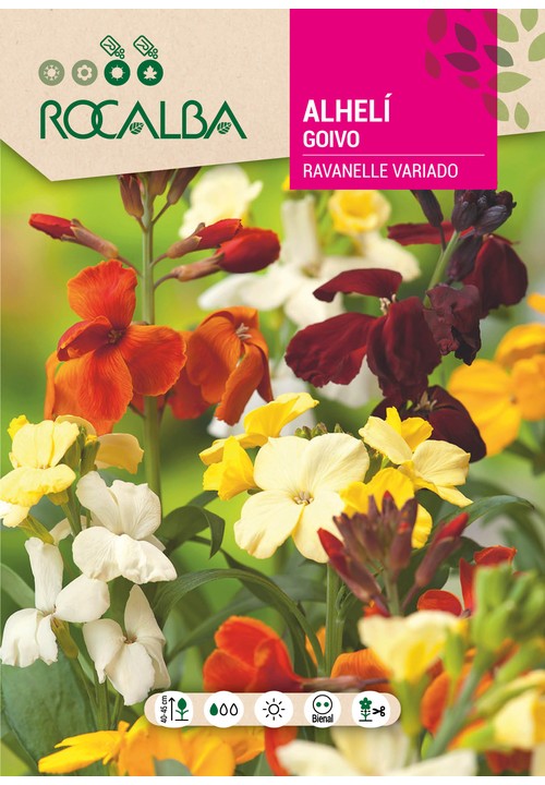 GOIVO RAVANELLE VARIADO
