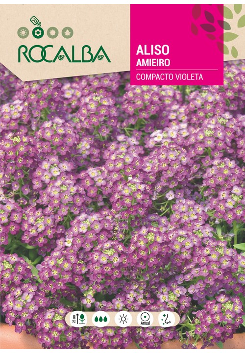 AMIEIRO COMPACTO VIOLETA