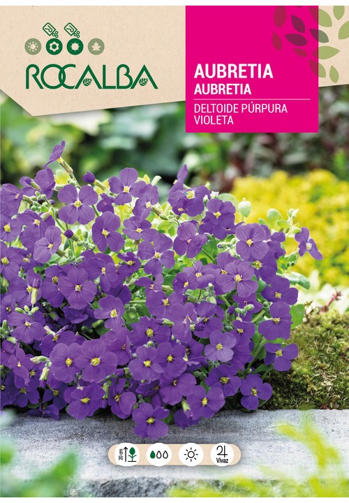 AUBRIÈTE DELTOÏDE POURPRE VIOLETTE