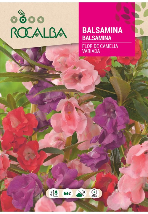 BALSAMINA FLOR DE CAMELIA VARIADA