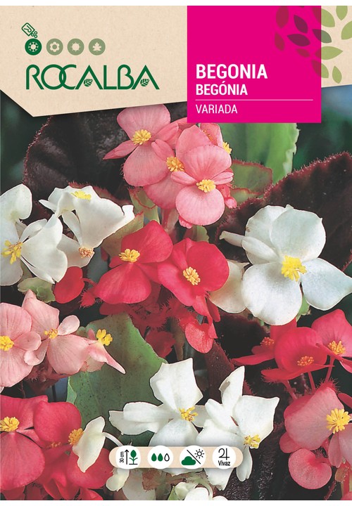 BEGÓNIA SEMPERFLORENS VARIADA