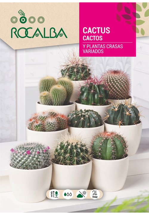 CACTOS E PLANTAS GORDUROSAS VARIADAS