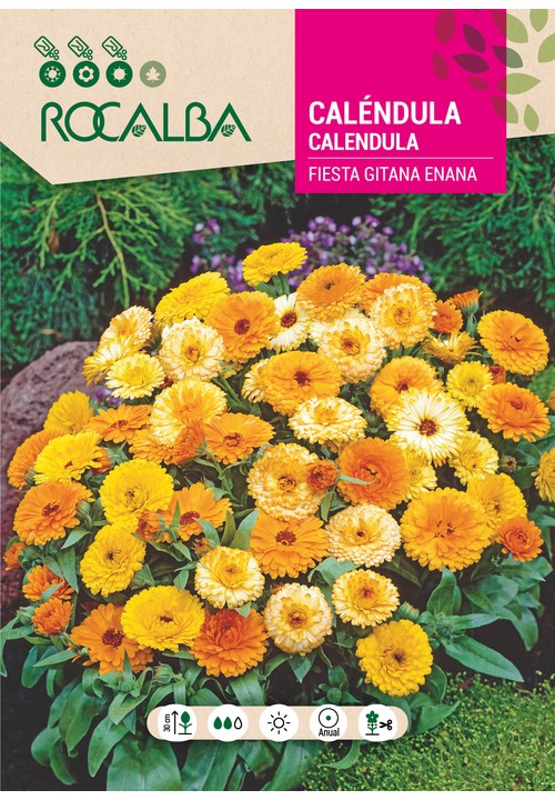 CALENDULA ANÃ FESTA CIGANA
