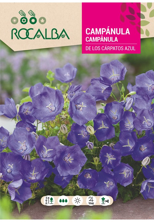 CAMPÂNULA DOS CARPATOS AZUL