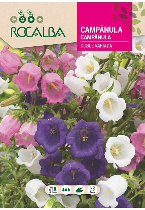 CAMPÂNULA DUPLA VARIADA