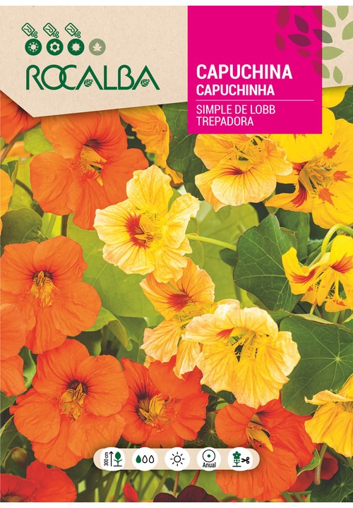 CAPUCHINHA TREPADEIRA SIMPLES DE LOBB