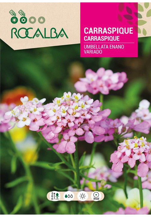 CARRASPIQUE UMBELLATA ANÃO VARIADO
