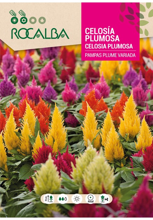 CELOSIA PLUMOSA PAMPAS PLUME VARIADA