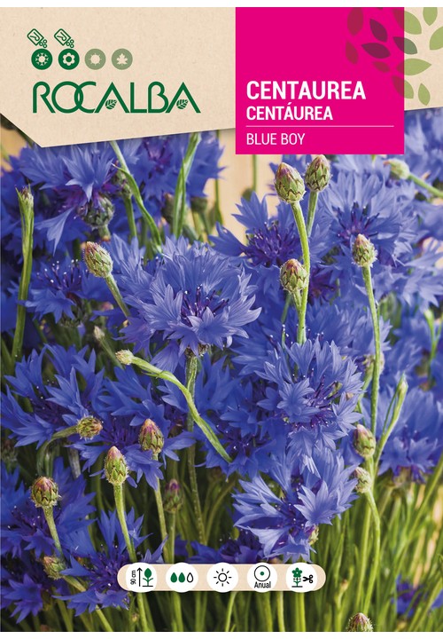 CENTÁUREA BLUE BOY AZUL