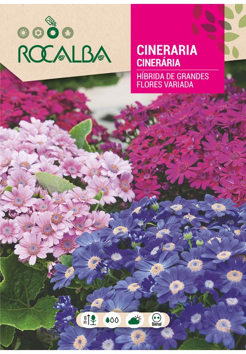 CINERÁRIA HÍBRIDA DE GRANDES FLORES