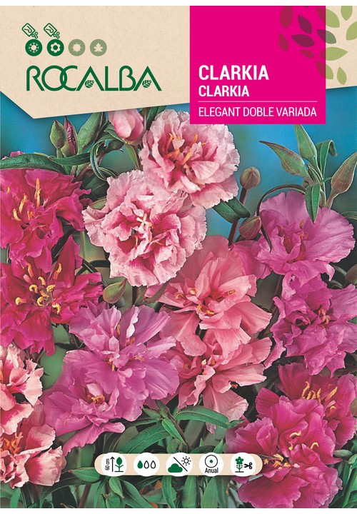 CLARKIA ELEGANT DUPLA VARIADA
