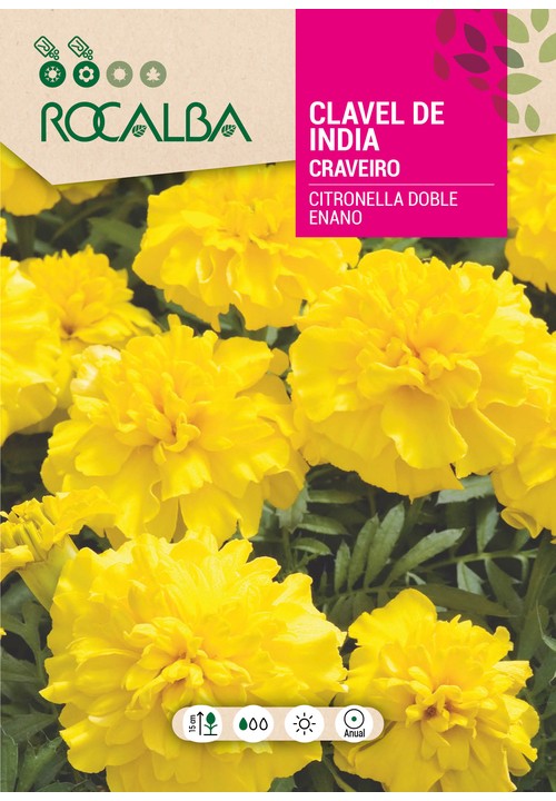 CRAVEIRO DA INDIA ANÃO CITRONELLA