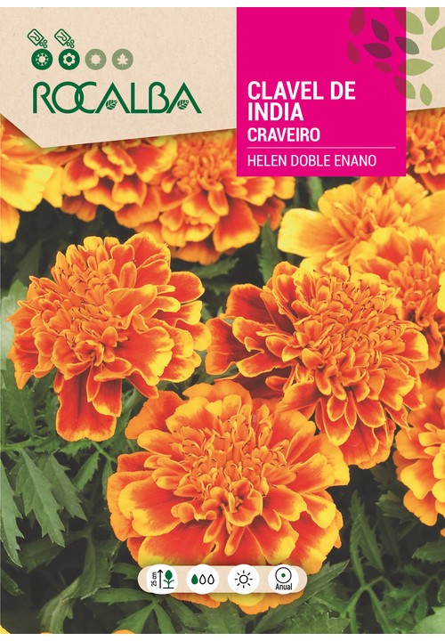 CRAVEIRO DA INDIA DUPLO ANÃO HELEN