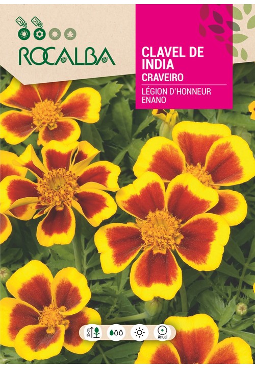 CRAVEIRO DA INDIA SIMPLES ANÃO LEGIÓN D’HONNEUR