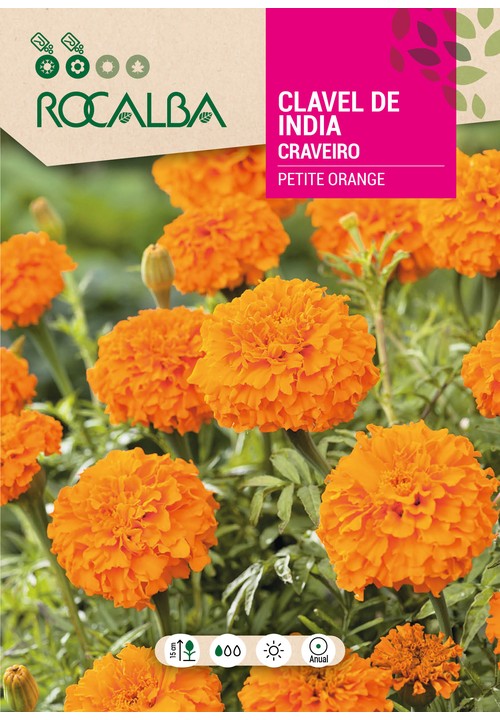 CRAVEIRO DA INDIA DUPLO ANÃO PETITE ORANGE