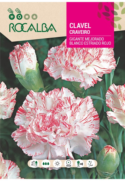 CRAVEIRO GIGANTE MELHORADO BRANCO ESTRIADO