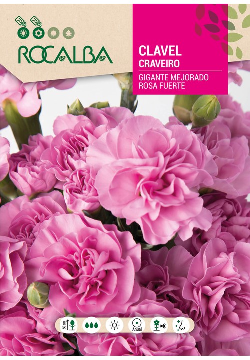 CRAVEIRO GIGANTE MELHORADO ROSA FORTE