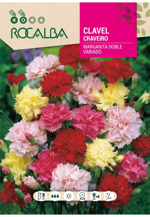 CRAVEIRO MARGARIDA VARIADO