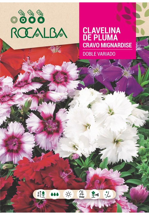 CRAVO PLUMARIO VARIADO (CRAVINAS)
