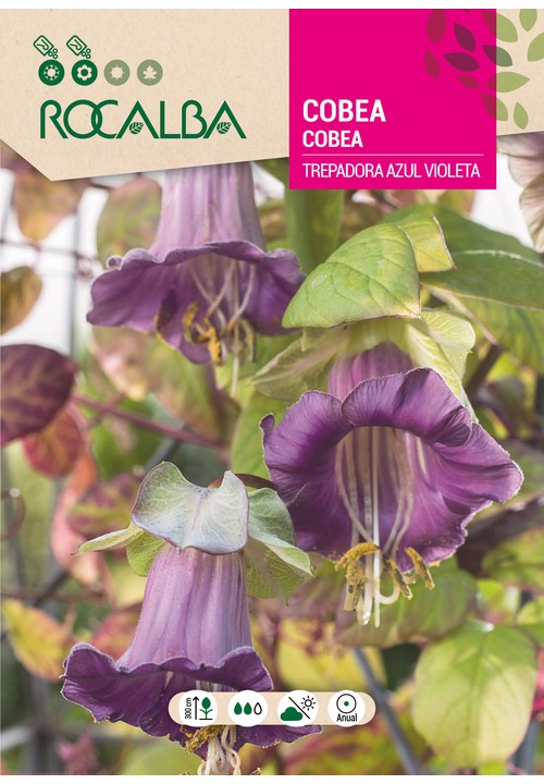 COBEA SCANDENS TREPADEIRA AZUL VIOLETA