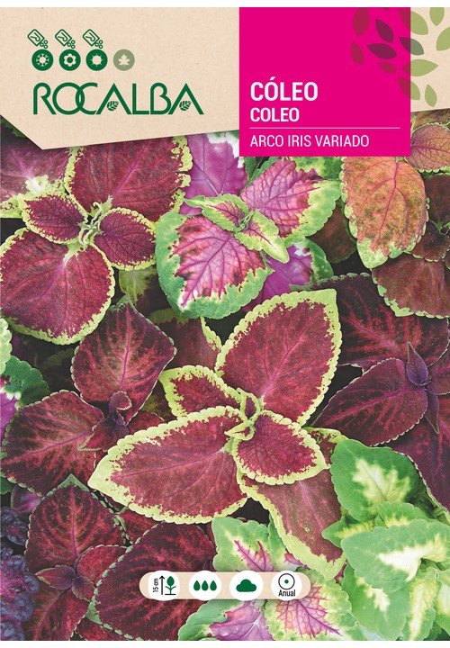 COLEO ARCO IRIS VARIADO