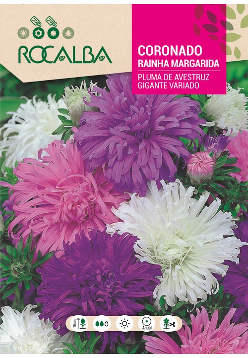 RAINHA MARGARIDA PLUME D’AUTRUCHE GIGANTE VARIADA